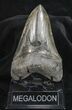 Serrated, Lower Megalodon Tooth - Georgia #72757-1
